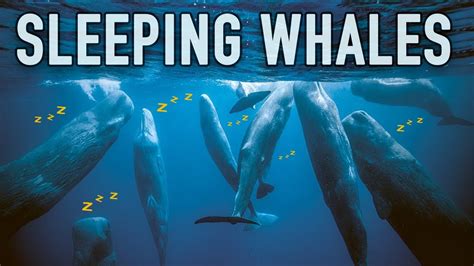 The Fascinating Way Sperm Whales Sleep Youtube