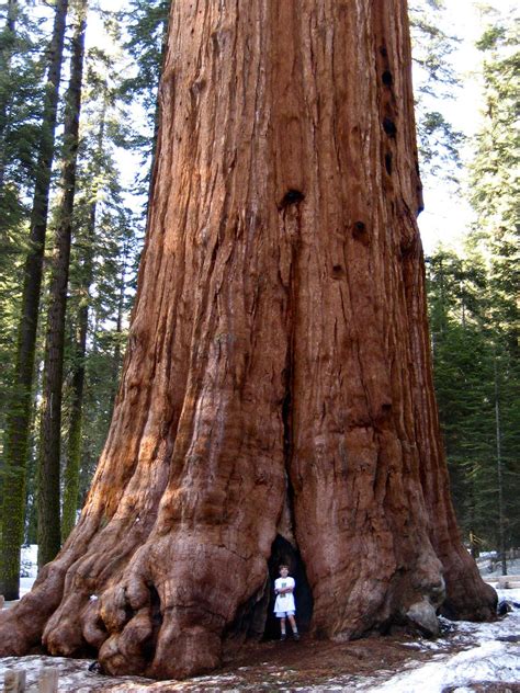 The General Sherman Is A Giant Sequoia Sequoiadendron Giganteum Tree