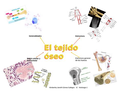 Cuadro De Tejido óseo Esquemas Y Mapas Conceptuales De Histología