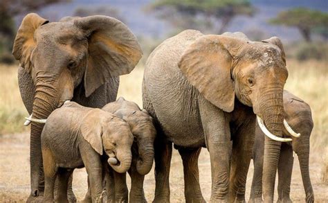 Group Of Elephants With Babies Image Free Stock Photo Public Domain