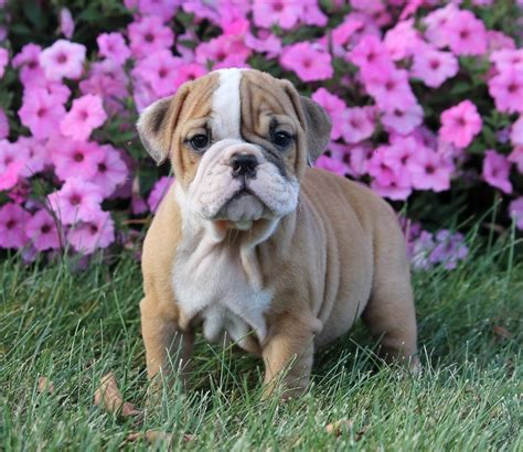 Logga in om du vill se americanbulldogpuppiess foton och videoklipp. English Bulldog Puppies For Sale | New Holland, PA #211662