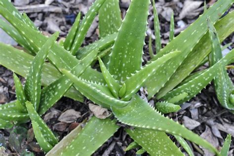 Aloe Vera I Benefici E Come Coltivarla In Casa Greenstyle