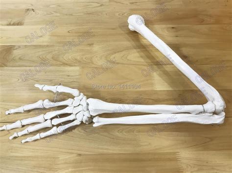 Human Arm Bone