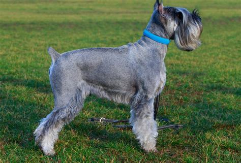 Schnauzer Haircuts Top Styles To Try Them Out Now The Goody Pet