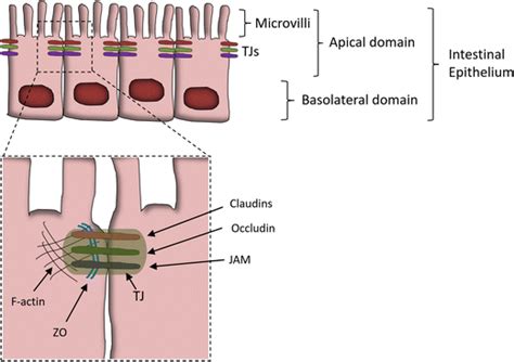 Schematic View Of The Gut Epithelial Tight Junctions Tjs Schematic