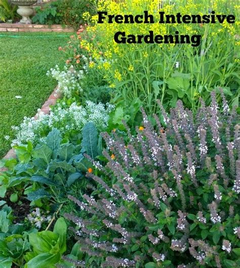 Sunny Simple Life French Intensive Gardening