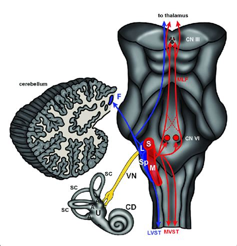 The Human Vestibular Brainstem A Schematic Of The Human Vestibular