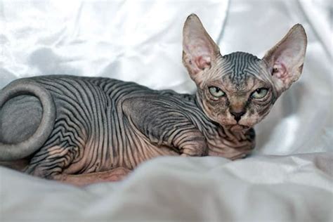 On a few occasions i have brought taka in to my. 40 Amazing Hairless Sphynx Cat Pictures - Tail and Fur