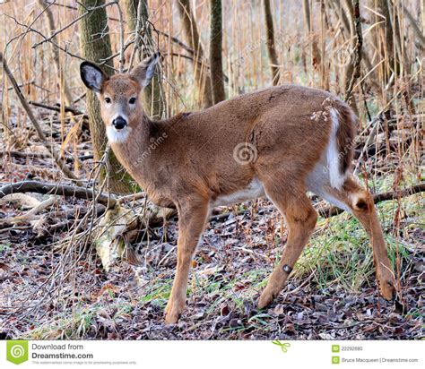 Whitetail Deer Doe Stock Photo Image 22292680