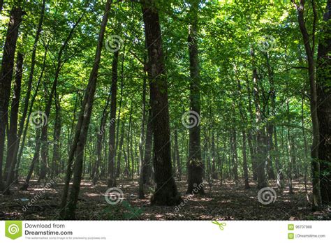 A Deep Misty Forest Stock Photo Image Of Background 96707988