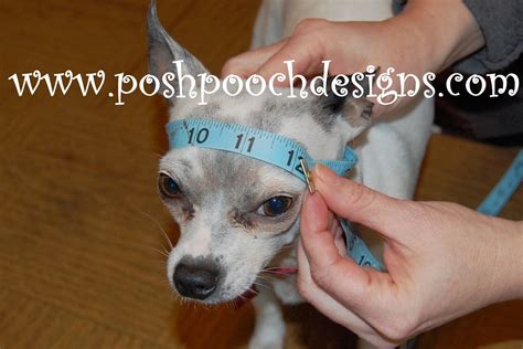 Posh Pooch Designs Dog Clothes Birthday Dog Hat Crochet Pattern