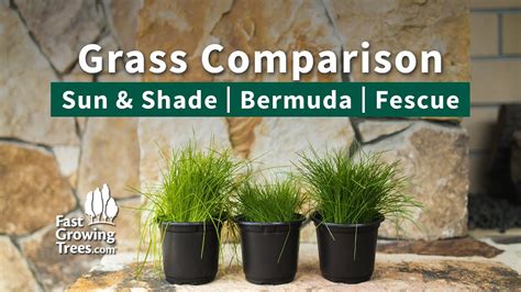Sun And Shade Bermuda Fescue Grass Comparison Youtube