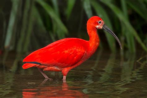 Scarlet Ibis Jim Zuckerman Photography And Photo Tours