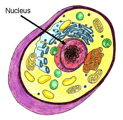 We did not find results for: Nucleus - Structure and Functions of Organelles