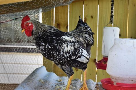 Plan Commission Seeks Public Input On Proposed Backyard Chicken Ordinance Hub City Times