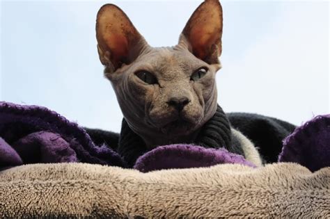 Lavender Sphynx Cat