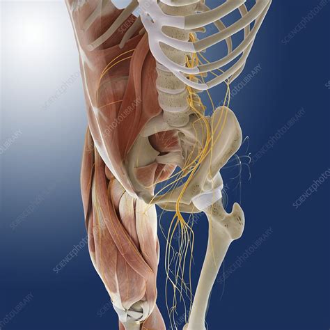 Lower Body Anatomy Artwork Stock Image C0145577 Science Photo