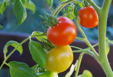 Grow Tomatoes In Containers Espoma