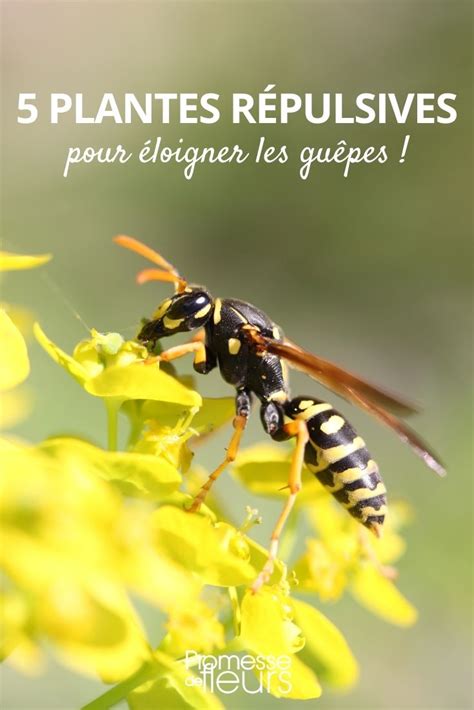 5 plantes répulsives pour éloigner les guêpes