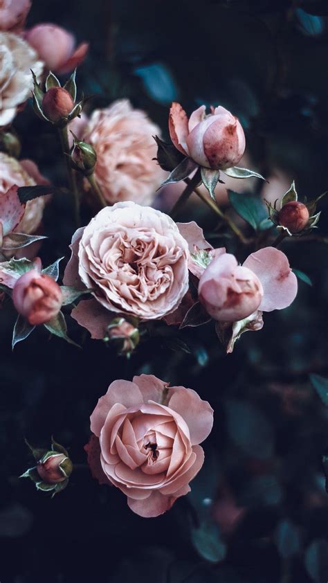 This hd nature wallpapers are completely different from anything else you have ever seen! Wallpaper background lockscreen iPhone pink rose roses ...