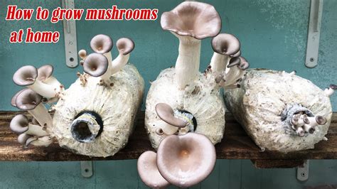 How To Grow Mushrooms At Home With 3 Easy Steps Youtube