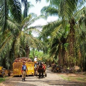 Trabajadores en una plantación de palma aceitera ecologica