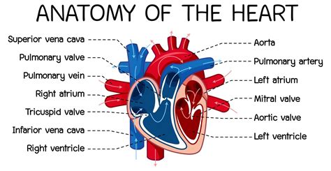 Information Poster Of Human Heart Diagram 1762190 Vector Art At Vecteezy