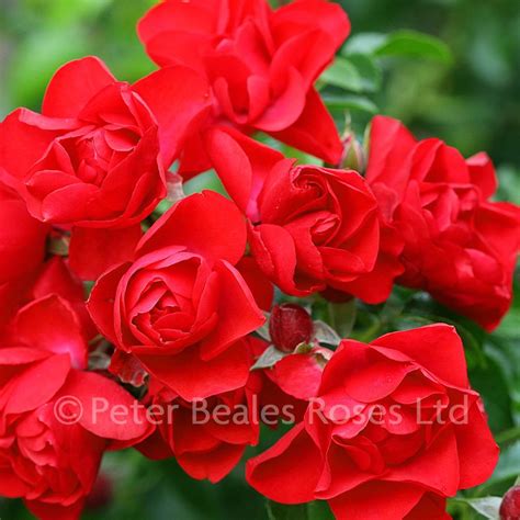 Scarlet Flower Carpet Procumbent Rose Peter Beales Roses The