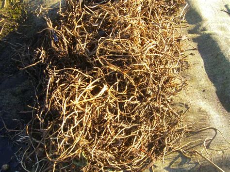 How do i get rid of bindweed in my garden. Allotment Garden: What to expect when you take over an ...