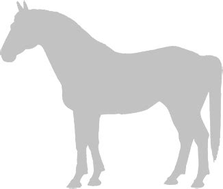horse breeds manipuri pony horse world
