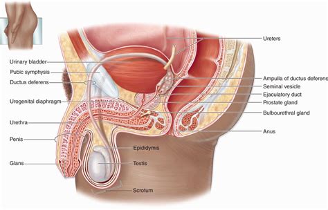 The Male Reproductive System Basicmedical Key