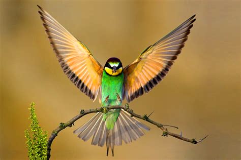 Beautiful Birds Flying Mobile Wallpapers