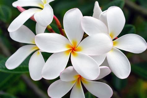 White Five Petal Flower Yellow Center Best Flower Site