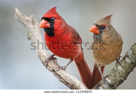 Male Female Northern Cardinals Stock Photo Edit Now 112398893