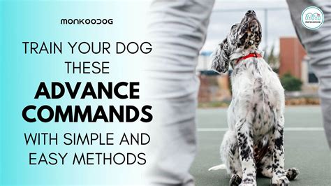 How To Teach Your Dog Advanced Training Monkoodog