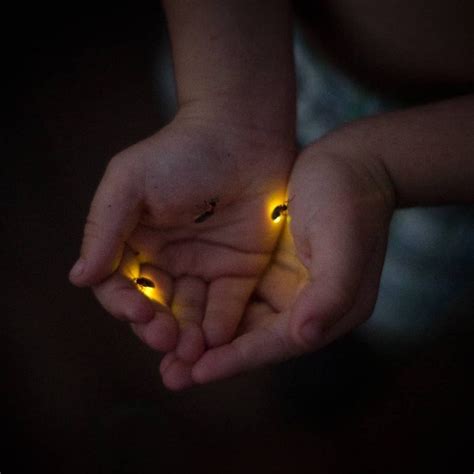 Fun With Fireflies • Run Wild My Child