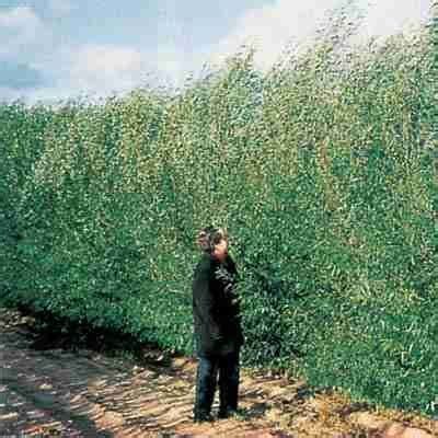 Family owned business growing the hybrid willow, the fastest growing trees in north america, for over 30 years. Super Hardy Hybrid Willow (With images) | Fast growing ...