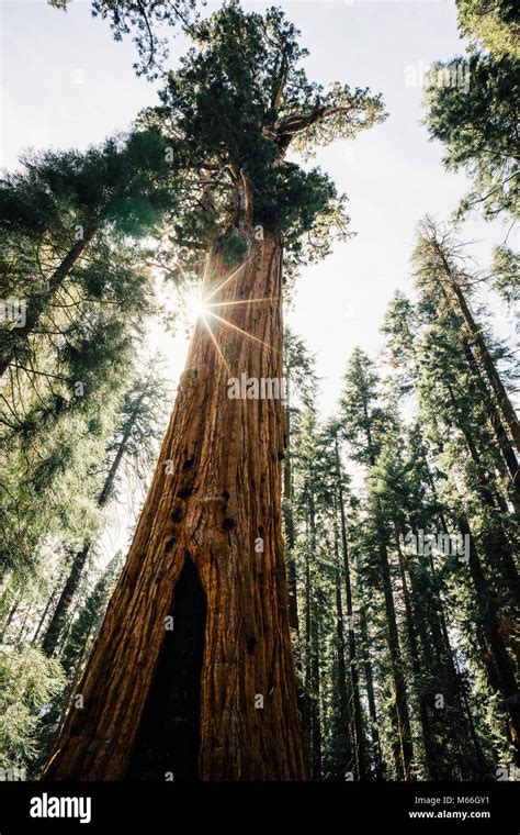 General Sherman Tree Sequoia National Park California United States