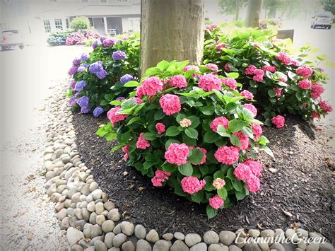 Which is the best hydrangeas for shade this assortment, known as large daddy offers the huge blue or pink blossoms. Livin' In The Green: Hydrangeas: Amazing Color for the Shade
