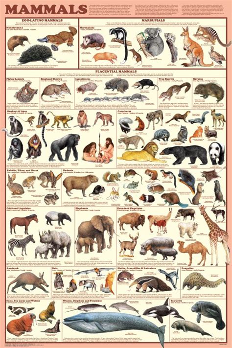 A151 Mammalsposter Mammals Animal Reiki Animal Posters