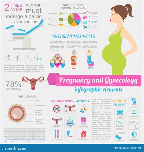 Gynecology And Pregnancy Infographic Template Motherhood Elemen Stock