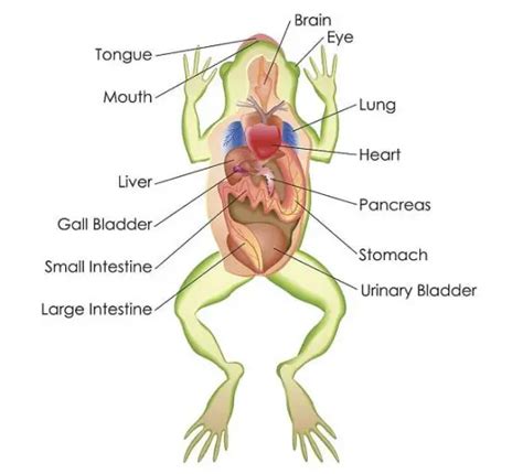 Digestive System Of Frog With Functions And Labelled Diagram