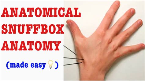 Anatomical Snuffbox Easy Way To Remember It Dandn Medical Series Youtube