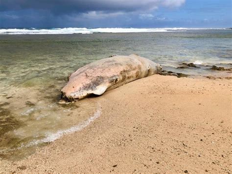 Sperm Whale Stranded On Talofofo Beach Guam News