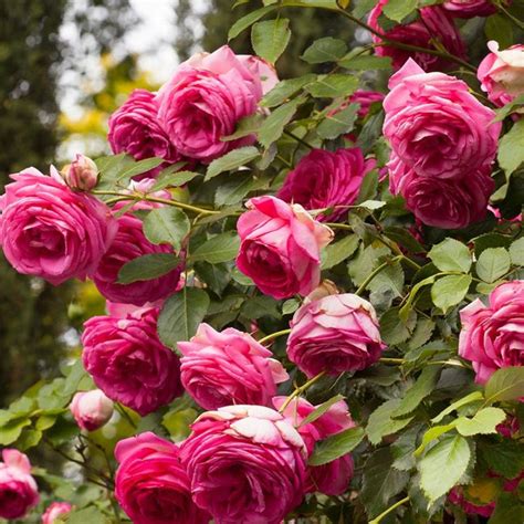 Pretty In Pink Eden Climber Rose Plant Addicts