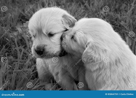 Golden Retriever Puppies Kissing Stock Image Image Of Puppy Love