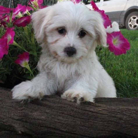Birthday gift children book coton de tulear tradtion kids dogs family puppies. Coton De Tulear Puppies For Sale | Canton, OH #213249