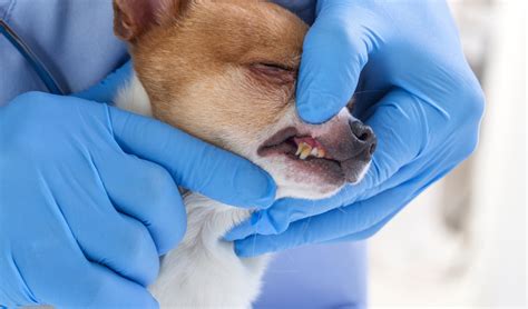 Retained Deciduous Teeth In Dogs Petcoach