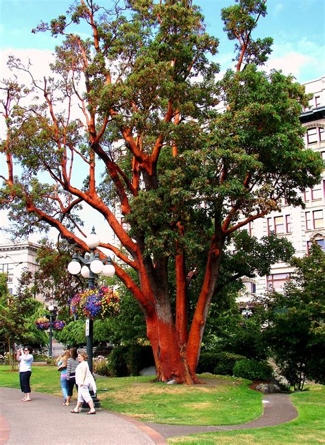 Arbutus Tree In Front Of The Empress Hotel Victoria Bc July