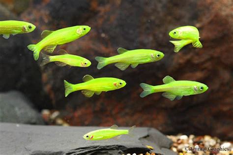 Glofish Electric Green Tm Goodjoseph Live Fish Store